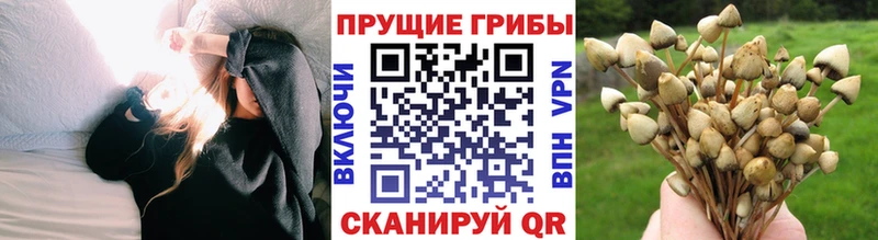 Купить где  Щёлкино  Псилоцибиновые грибы Psilocybine cubensis 